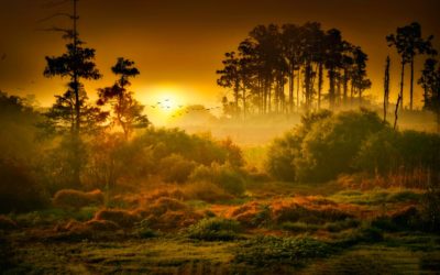 Oisterwijkse bossen en vennen