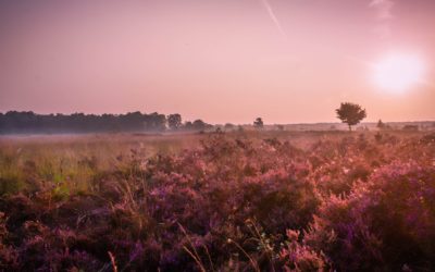 Natuurgebied Kampina